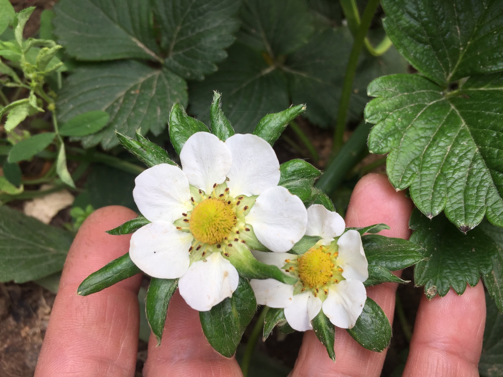 Remove the first flowers. By removing the first flowers that appear, you will give the strawberry plant a chance to grow more vigorously and produce a stronger root system.