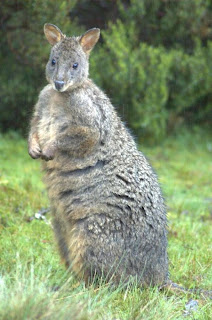 pademelon