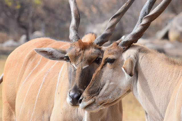 Zimbabwe Lion Park - Reedbucks