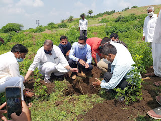 नन्दावता पहाड़ी पर वृक्षारोपण किया गया