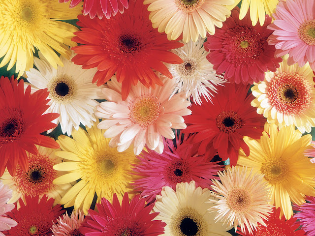 Gerbera Daises Flowers