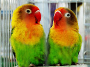 JENIS LOVE BIRD DAN HARGA LOVE BIRD