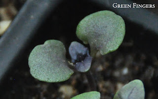 Purple cotyledons of opal basil seedlings