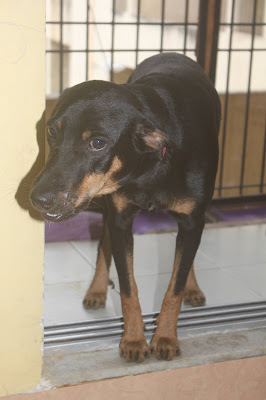 Doberman for Adoption