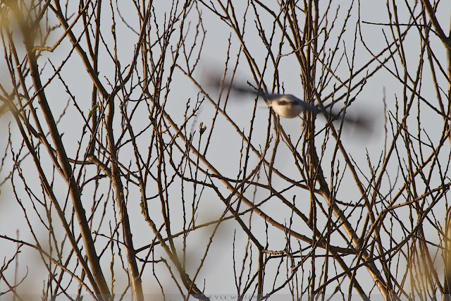 Klapekster - Northern Shrike - Lanius Excubitor