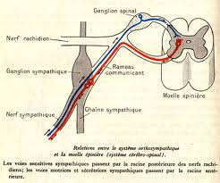 relation+entre+les+syst%25C3%25A9me+orthosympathiques+et+les+moelles C  premiére conclusion sur le systéme cérébro spinal