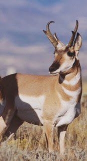 pronghorn Facts, Amazing Animals , Pronghorn Amazing Fact