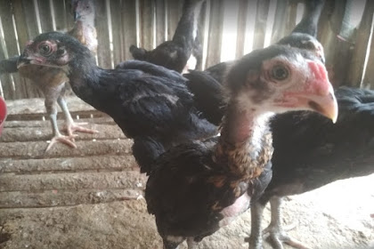 CARA MEMILIH BAKALAN AYAM BANGKOK YANG BAGUS