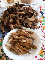 Result of picking of morels, Morchella elata