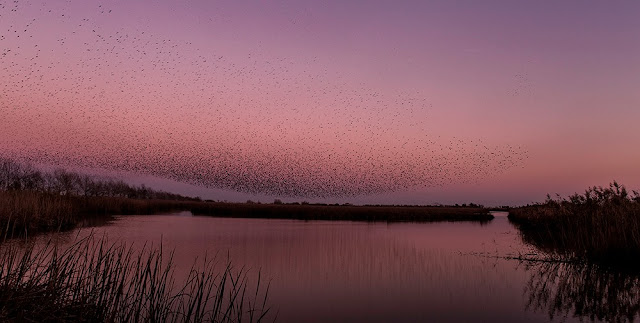 Dale Sutton photography, Wildlife photographer, High speed flash photography