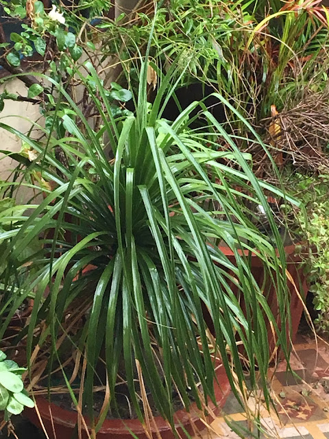 plant in my backyard; learn perception skills for better sketching