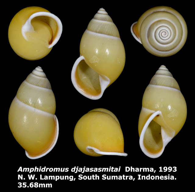 Amphidromus djajasasmitai 35.68mm