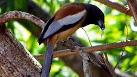 Rufous tree pie bird_Dendrocitta vagabunda