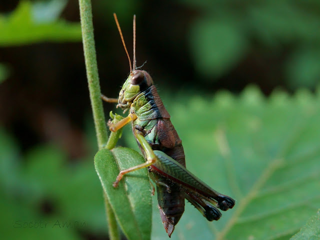 Parapodisma tenryuensis