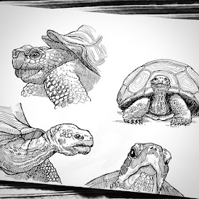 05-Tortois-drawing-study-Animal-Drawings-Eve-Berthelette-www-designstack-co