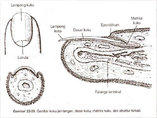  Senang sekali rasanya kali ini dapat kami bagikan artikel tentang  Anatomi dan Fisiologi Sistem Integumen Manusia