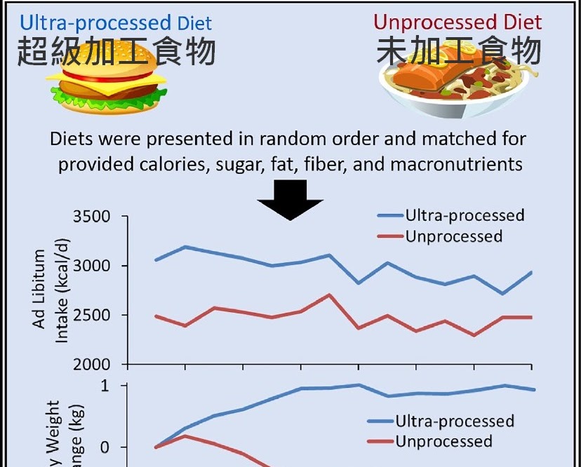 超級加工食物 vs 原型食物 的致胖效應