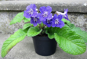 Streptocarpus Margo, grown from a starter plant in August 2010.  6 May 2011.