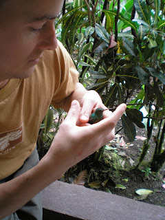 Hummingbirds of Costa Rica  