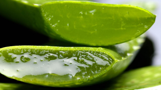 Manfaat Lidah Buaya (Aloe Vera) Untuk Kulit Wajah Usia 30 Tahunan