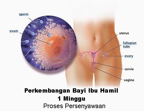 Perkembangan bayi ibu hamil 1 minggu, hamil minggu pertama, petanda hamil usia 1 minggu, proses persenyawaan sperma dan ovum, cara menentukan usia bayi umur 1 minggu, ovulasi persenyawaan sperma dan telur, minggu pertama kehamilan adalah minggu haid terakhir bermula, janin membentuk embrio minggu pertama mengandung, bila tarikh mengandung, gambar bayi janin 1 minggu 