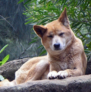 Dingo