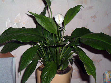 YESTERDAY TODAY TOMORROW TOP 10 INDOOR PLANTS 