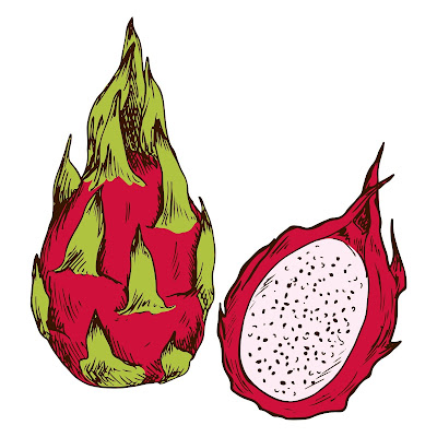 Pencil Sketch and Free Cartoon Images of Dragon Fruit