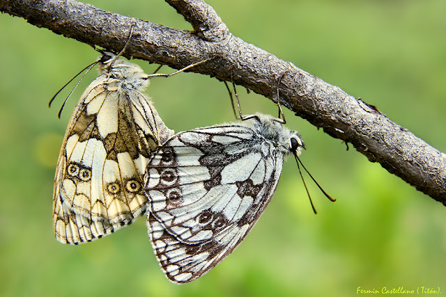 Cópula de mariposas Melanargia galathea