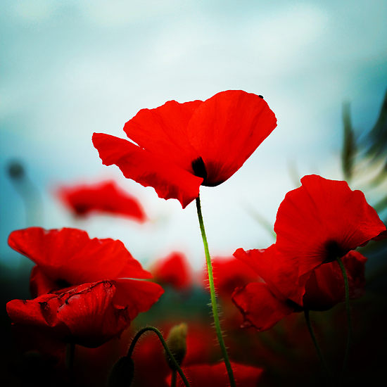 Poppy Flowers for Remember Someone
