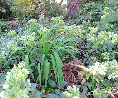 hellebores in a garden