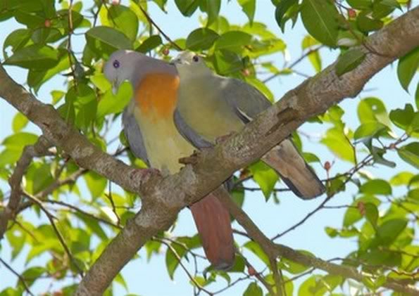  Burung  Punai or Green Wood Pigeon