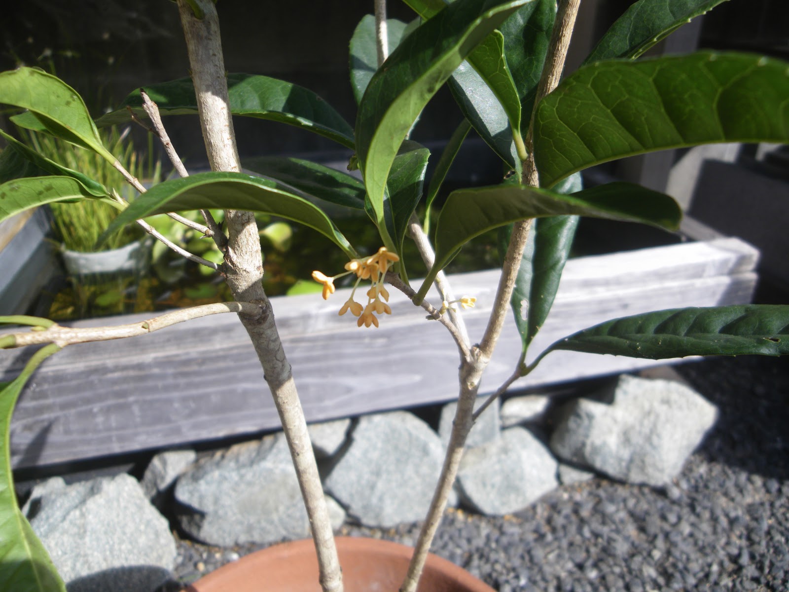 キンモクセイ 金木犀 を鉢植えで育てる 苗木の植え付け 育て方 メダカの大工