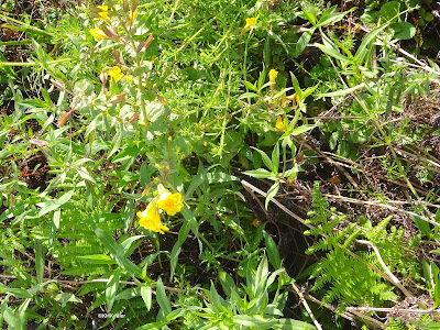 monkey flowers