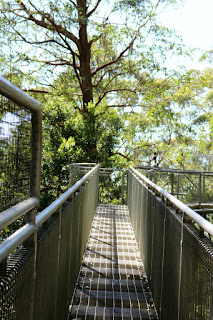 Alphabet Dating Letter O Outdoor Adventure - Illawarra Fly Treetop Walk Review