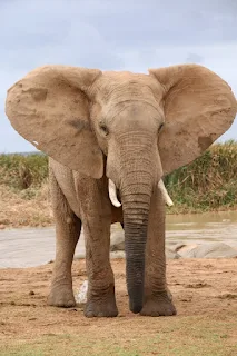 African Elephant