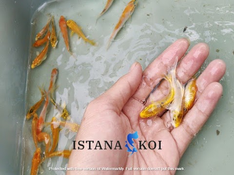 Jual Ikan Koi Kualitas Super di Cimanggis Depok