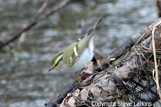 Pallas's Warbler