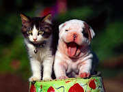 Cats and Dogs Wallpaper (dogs and cats picture)