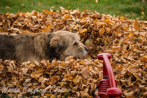 OCTOBER 2015 (58 of 104)