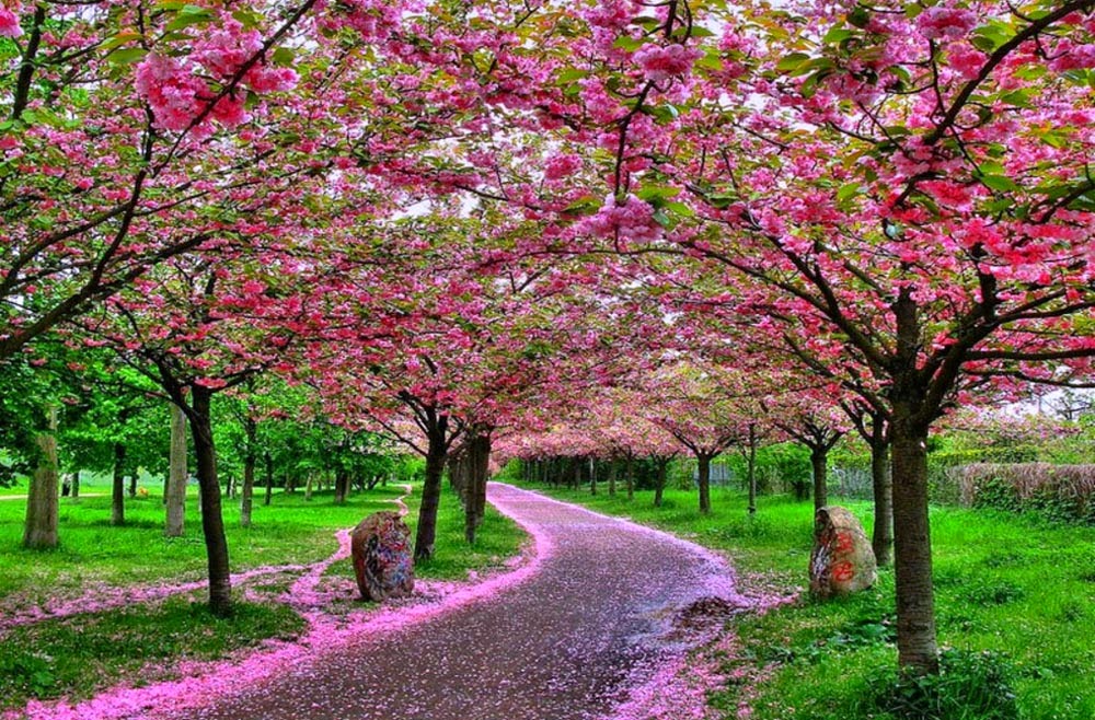 Kumpulan Gambar Bunga Sakura Pilihan, Sangat Cantik dan ...
