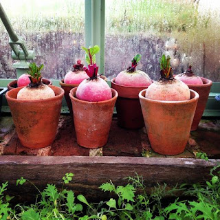 Beets: how to plant seedlings