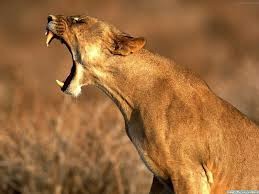 Free download latest HD Wild Animals wallpapers, Most popular Wide Images, most download Lion, 
