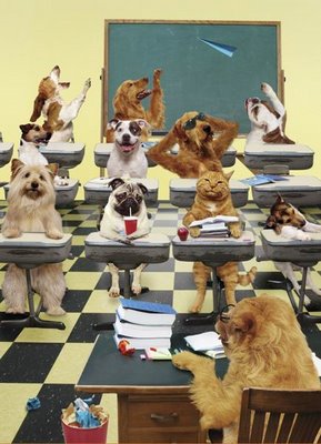 foto foto anjing lucu