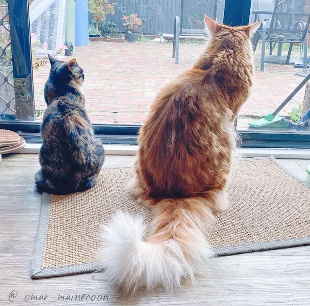 Omar a full-time indoor Maine Coon