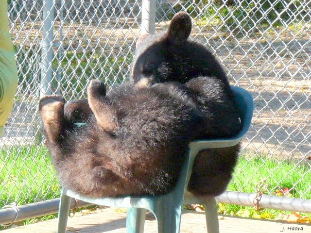 baby bear in chair