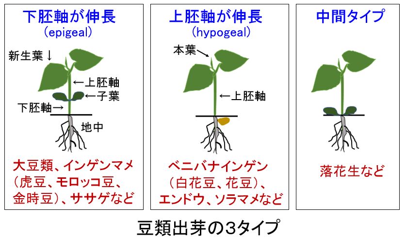 ささやかな手抜き菜園から 播種２０日後の豆類の様子