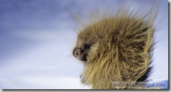 Porcupine_EN-US15128822