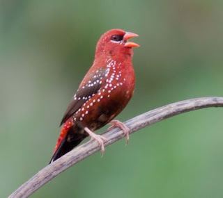 Suara Burung Strawberry Finch atau Pipit Strawberry