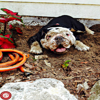 Cute English Bulldog Hiding Bones